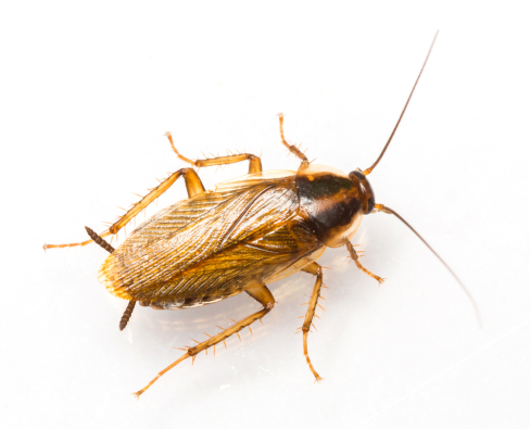 5 Most Dangerous Pests for Your Health: Delving into the Hidden Dangers with Heath Pest Control