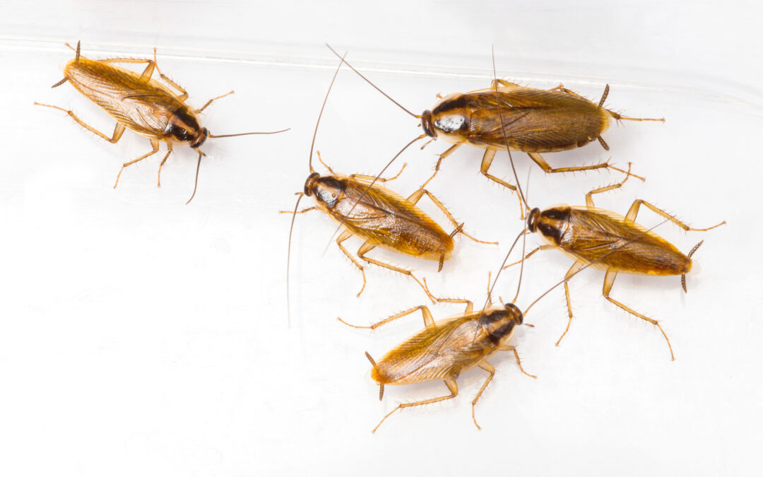 What’s the Most Common Cockroach in Florida?