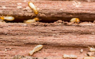 What happens if I don’t catch termites early?