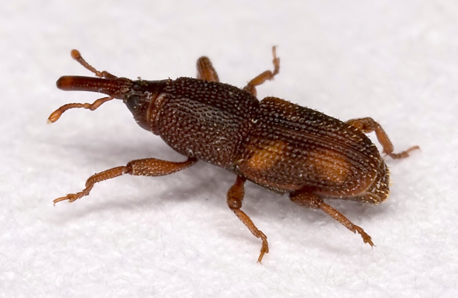 Rice Weevils Pest Control Services