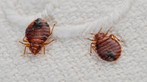A Bedbug Infestation in Sarasota? How Can it Be?