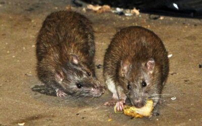 Rats in Your Home? 5 Signs That They Are