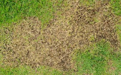 Chinch Bugs in Florida Ruin Your Lawn