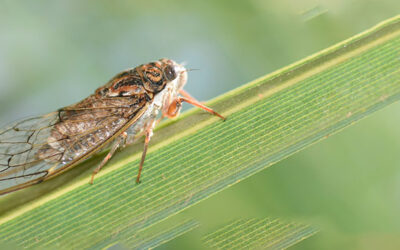 Cicadas in Florida, It Is Time to Sing