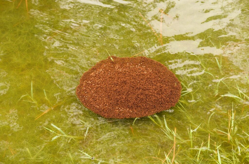 sarasota pest control during hurricane season floating ants