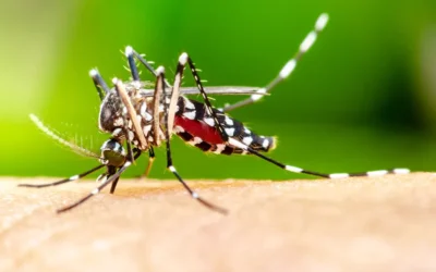 Mosquito Bites – The First Aid Need to Know