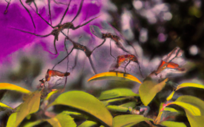 Malaria in Sarasota: Understanding the Threat of Mosquitoes