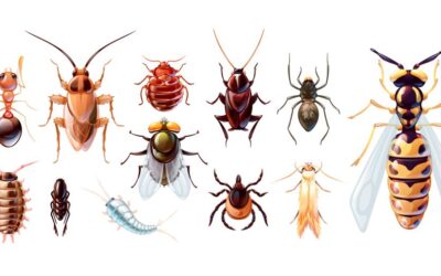 The Life Cycle of Common Household Pests: An In-Depth Exploration